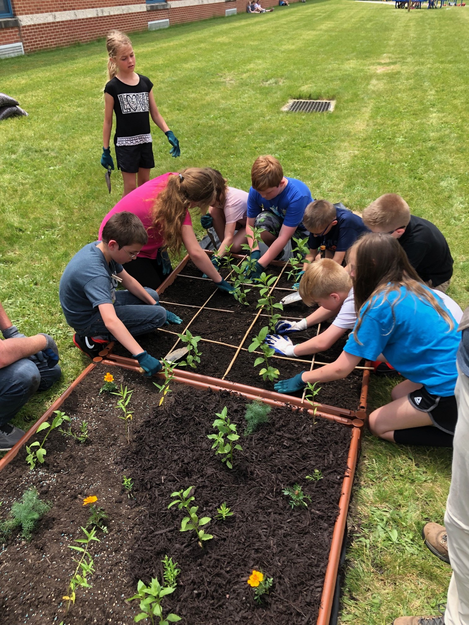 Students planting plants in the butterfly garden raised beds